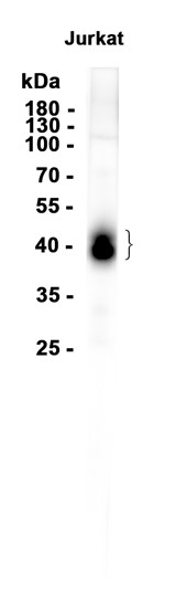 AYD13715