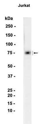 AYD13169