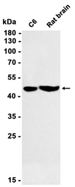 AYD12010