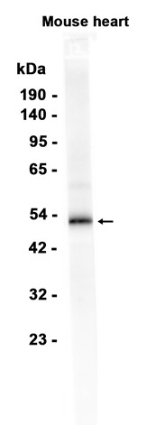 Caspase-9 (YD34826) Rabbit mAb
