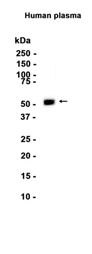 AYD15846