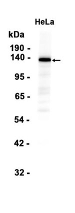 AYD14463