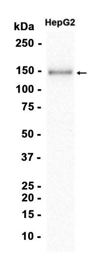 AYD13255