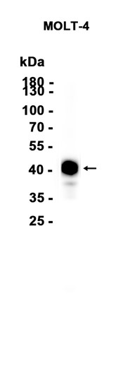 AYD13075