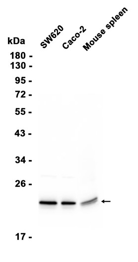 AYD14333