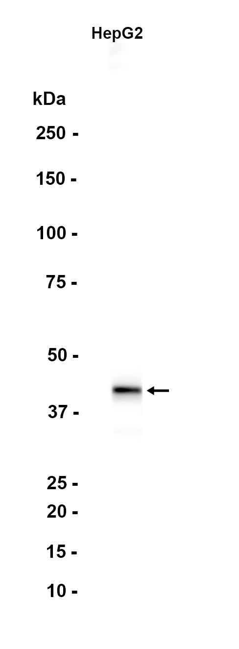 AYD12850