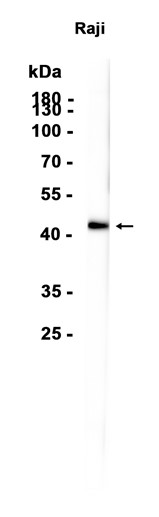 AYD12400