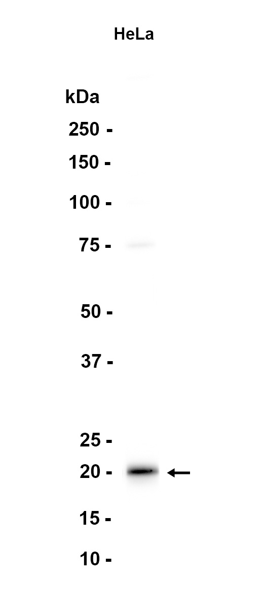AYD11004