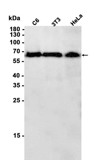 Lamin B1 (YD13868) Rabbit mAb
