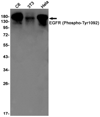 Phospho-EGFR (Tyr1068) (YD13881) Rabbit mAb