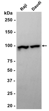 MAP4K1 (YD11484) Rabbit mAb