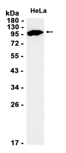 AYD14558