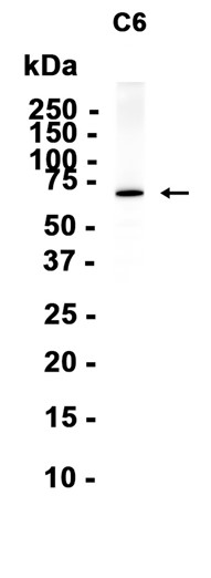 AYD16126