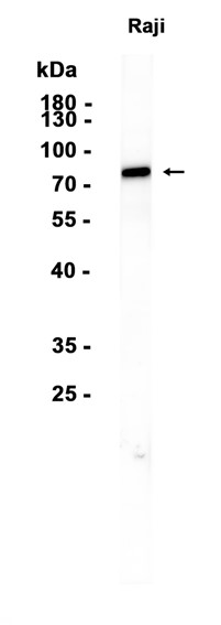 AYD15636