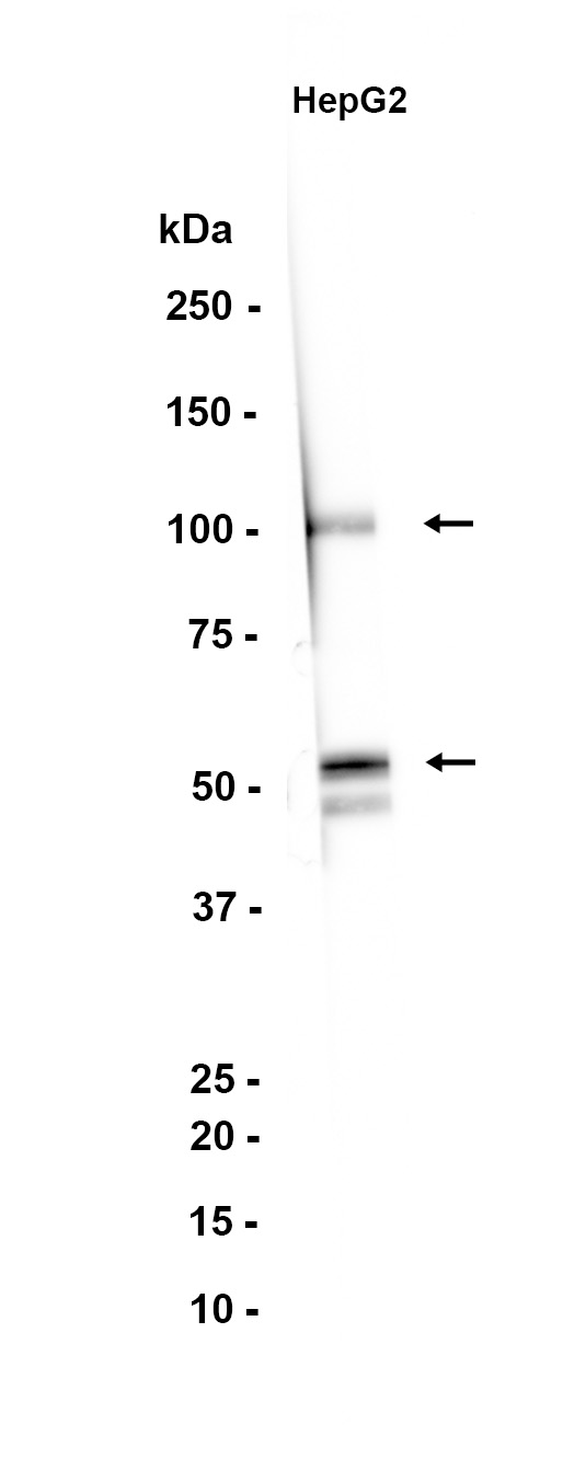 AYD14198