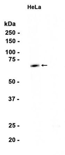 AYD14592