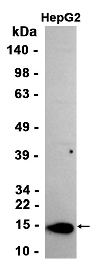 AYD15576