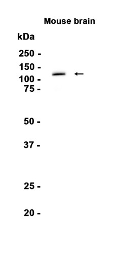 AYD16002