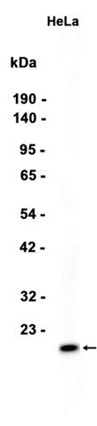 AYD12484