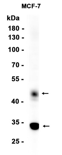 AYD15269