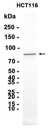 AYD11990