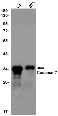 Caspase-7 (YD11798) Rabbit mAb