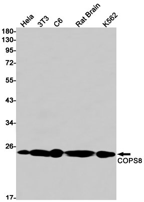 AYD12566