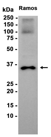 AYD15839