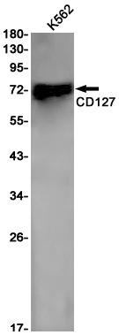 AYD13929