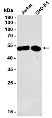 AYD12137