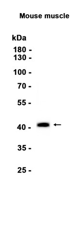 AYD13389