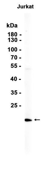 AYD13429