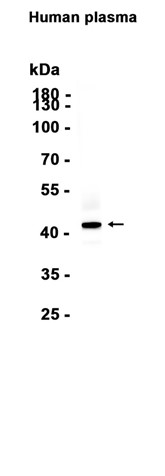 AYD13286