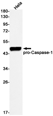 AYD12385