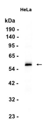 AYD12510