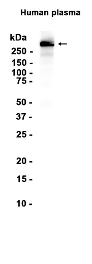 AYD13198