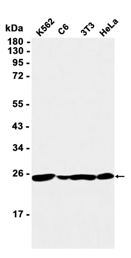 AYD12529