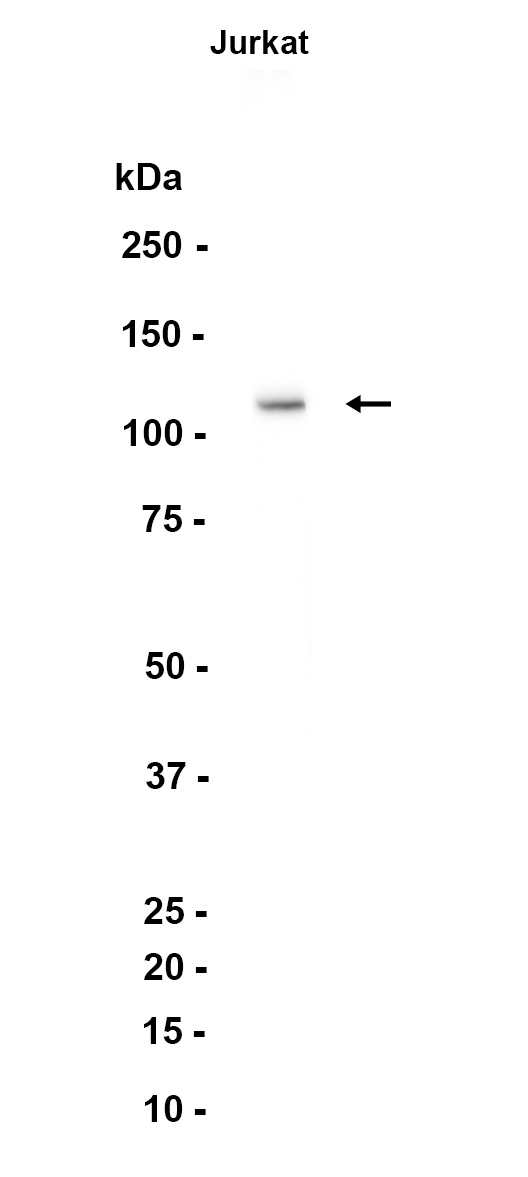 AYD12918