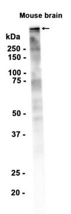 AYD12946