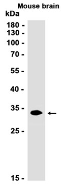 AYD12184