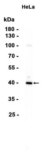 AYD15438
