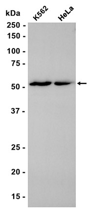 AYD15677