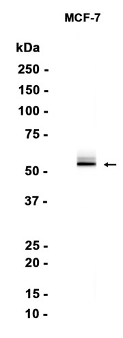 AYD14795