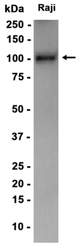 AYD15450