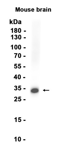 AYD14266