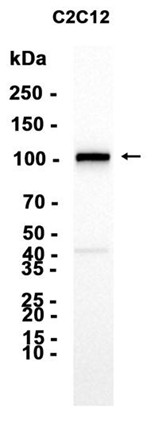AYD11630