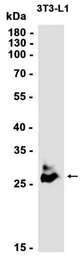 Adiponectin (YD16577) Rabbit mAb