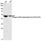Phospho-GSK3 (alpha/beta) (Tyr279/Tyr216) (YD14097) Rabbit mAb