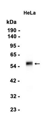 AYD12376