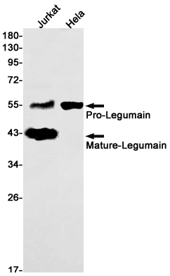 AYD14937